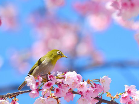 桜の季節