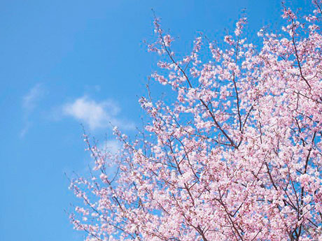 Cherry Blossoms (Sakura)