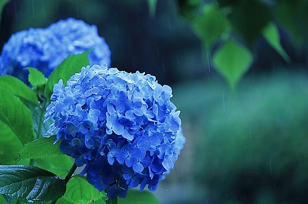 Rainy season and hydrangea (Ajisai)